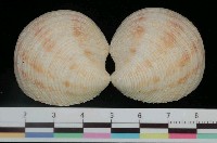 藏品(淡斑鏡文蛤)的圖片